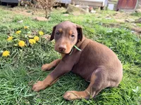 Green, a male Doberman Pinscher for sale in Leicester, NC – Photo 1 of 3