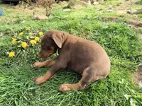 Green, a male Doberman Pinscher for sale in Leicester, NC – Photo 2 of 3