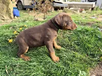 Green, a male Doberman Pinscher for sale in Leicester, NC – Photo 3 of 3