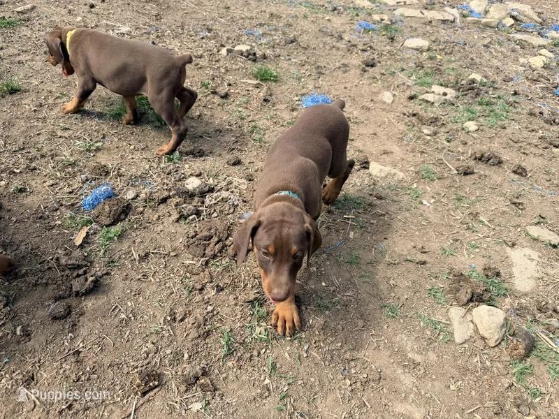 Dark Green – Doberman Pinscher puppy for sale in Leicester, NC