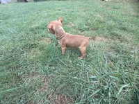 Brown, a female Boston Terrier for sale in Leicester, NC – 2 of 7