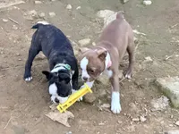 Dark green, a male Boston Terrier for sale in Leicester, NC – 2 of 6