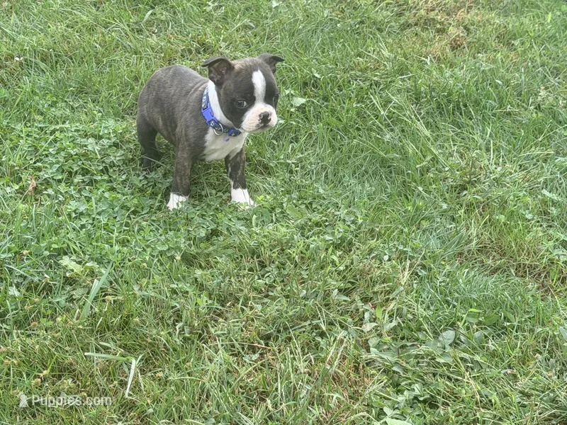 Blue – Boston Terrier puppy for sale in Leicester, NC