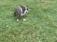 Blue, a male Boston Terrier for sale in Leicester, NC – 1 of 6