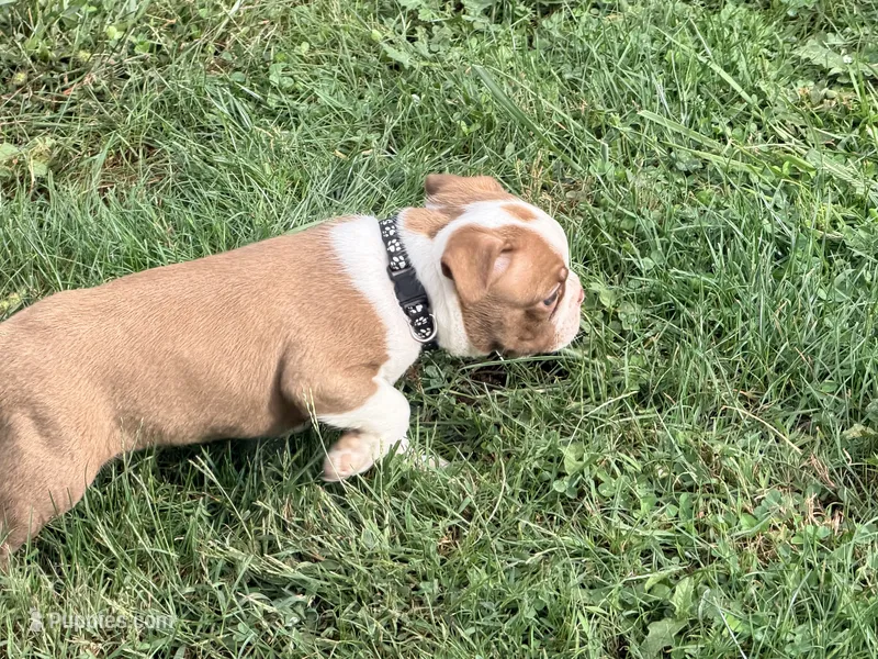 Black – Boston Terrier puppy on hold in Leicester, NC