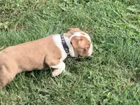 Black, a male Boston Terrier for sale in Leicester, NC – 1 of 7