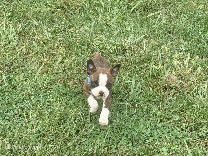 Light blue – Boston Terrier puppy for sale in Leicester, NC