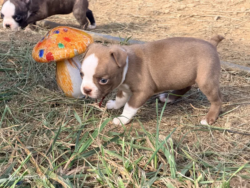 Maroon – Boston Terrier puppy for sale in Leicester, NC