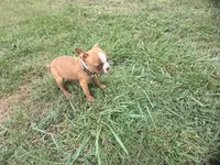 Brown, a female Boston Terrier for sale in Leicester, NC – 3 of 7