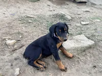 Purple, a female Doberman Pinscher for sale in Leicester, NC – Photo 4 of 7