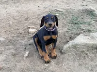 Purple, a female Doberman Pinscher for sale in Leicester, NC – Photo 5 of 7