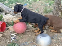 Purple, a female Doberman Pinscher for sale in Leicester, NC – Photo 3 of 7