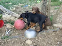 Purple, a female Doberman Pinscher for sale in Leicester, NC – Photo 2 of 7