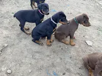 Purple, a female Doberman Pinscher for sale in Leicester, NC – Photo 7 of 7