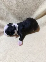 White, a male Boston Terrier for sale in Leicester, NC – 2 of 4