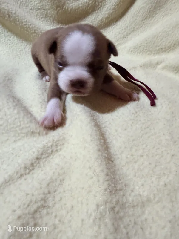 Maroon – Boston Terrier puppy for sale in Leicester, NC
