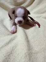 Maroon, a female Boston Terrier for sale in Leicester, NC – 2 of 4