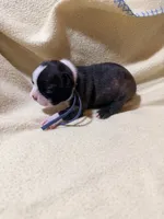 Blue, a male Boston Terrier for sale in Leicester, NC – 2 of 4