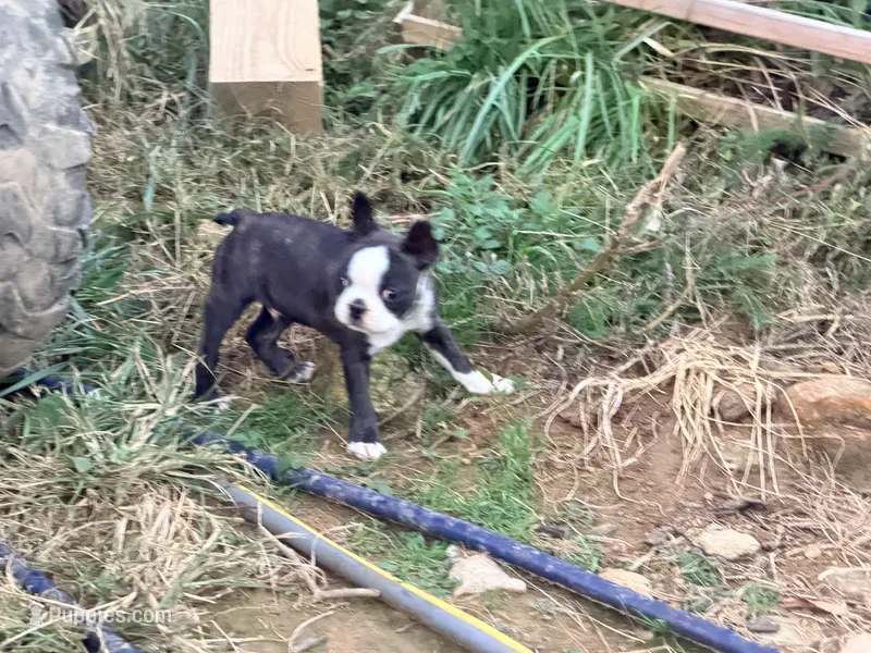 Dark green – Boston Terrier puppy for sale in Leicester, NC