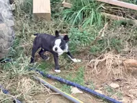 Dark green, a male Boston Terrier for sale in Leicester, NC – 1 of 6