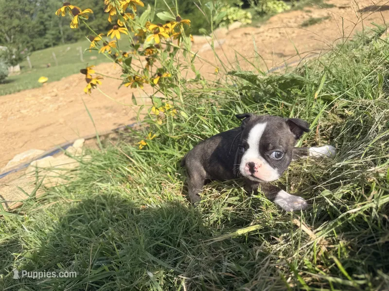 Blue – Boston Terrier puppy for sale in Leicester, NC