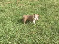 Yellow, a female Boston Terrier for sale in Leicester, NC – 6 of 10
