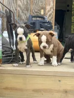 Light pink, a female Boston Terrier for sale in Leicester, NC – 2 of 6