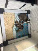 Orange, a male Boston Terrier for sale in Leicester, NC – 3 of 4
