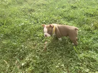 Yellow, a female Boston Terrier for sale in Leicester, NC – 8 of 10