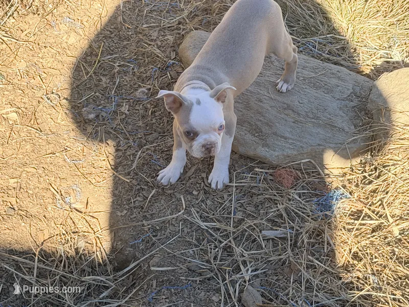 Light pink – Boston Terrier puppy for sale in Leicester, NC