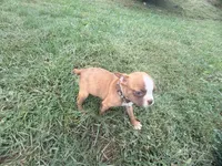 Brown, a female Boston Terrier for sale in Leicester, NC – 5 of 7
