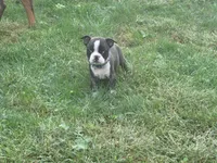 Blue, a male Boston Terrier for sale in Leicester, NC – 3 of 6