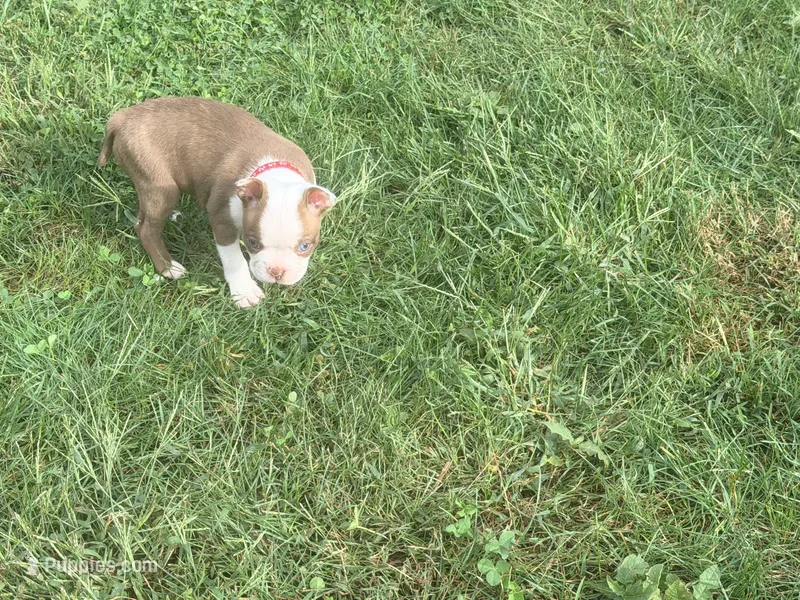 Red – Boston Terrier puppy for sale in Leicester, NC