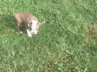 Red, a female Boston Terrier for sale in Leicester, NC – 1 of 8