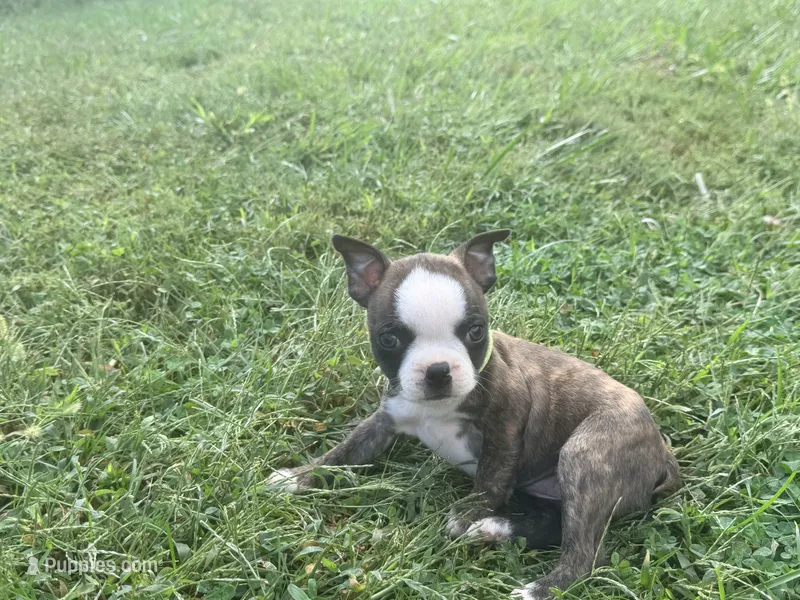 Light green – Boston Terrier puppy for sale in Leicester, NC