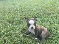 Light green, a female Boston Terrier for sale in Leicester, NC – 1 of 9