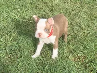 Red, a female Boston Terrier for sale in Leicester, NC – 4 of 8