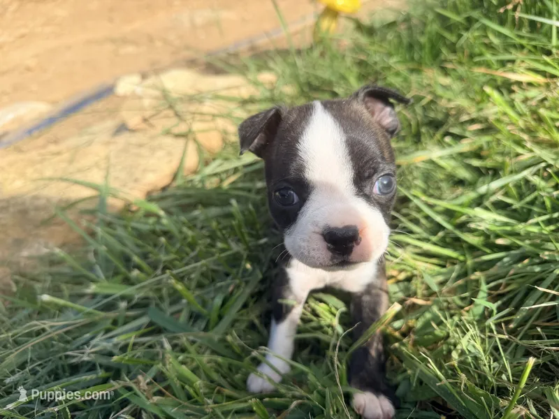 Green – Boston Terrier puppy for sale in Leicester, NC
