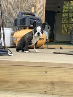 Dark green, a male Boston Terrier for sale in Leicester, NC – 6 of 6