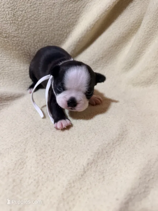 White – Boston Terrier puppy for sale in Leicester, NC