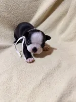 White, a male Boston Terrier for sale in Leicester, NC – 1 of 4