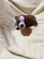 Brown, a female Boston Terrier for sale in Leicester, NC – 2 of 4