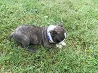 Blue, a male Boston Terrier for sale in Leicester, NC – 4 of 6