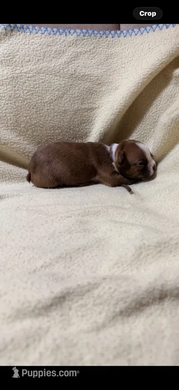 Brown – Boston Terrier puppy for sale in Leicester, NC