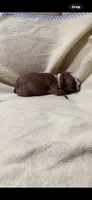Brown, a female Boston Terrier for sale in Leicester, NC – 1 of 4