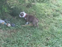 Red, a female Boston Terrier for sale in Leicester, NC – 2 of 8