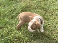 Black, a male Boston Terrier for sale in Leicester, NC – 5 of 7