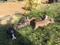 Light pink, a female Boston Terrier for sale in Leicester, NC – 7 of 7