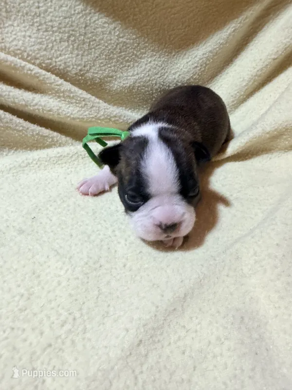 Green – Boston Terrier puppy for sale in Leicester, NC