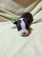Green, a male Boston Terrier for sale in Leicester, NC – 1 of 4